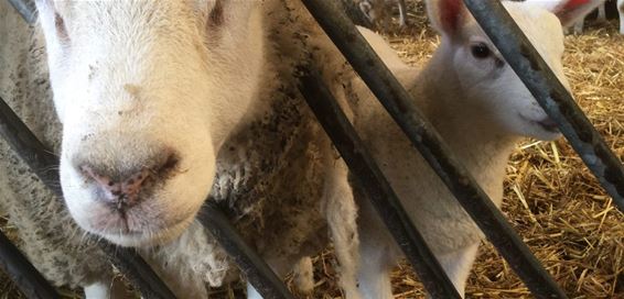 Leerlingen op bezoek bij schapenhouder - Bocholt