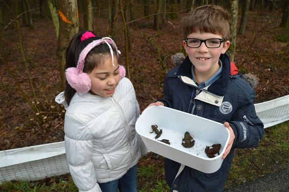 Leerlingen Picardschool helpen bij paddenoverzet - Beringen