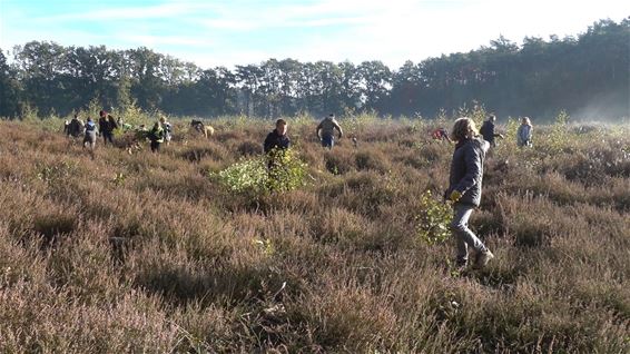 Leerlingen zorgen voor heidebeheer - Oudsbergen