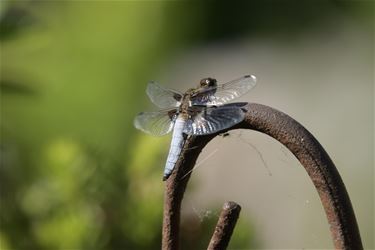 Lekker in de zon - Beringen