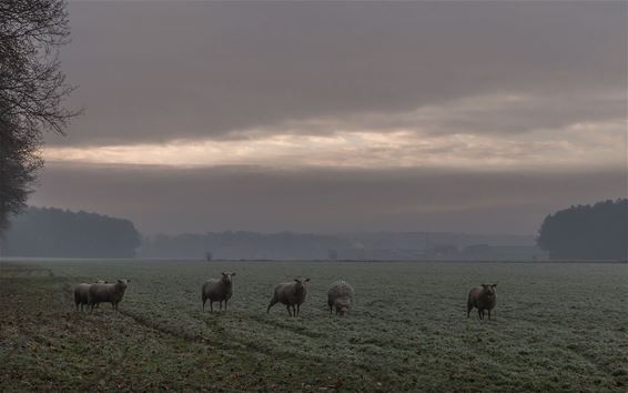 Lekker warm, schapenwol - Hechtel-Eksel