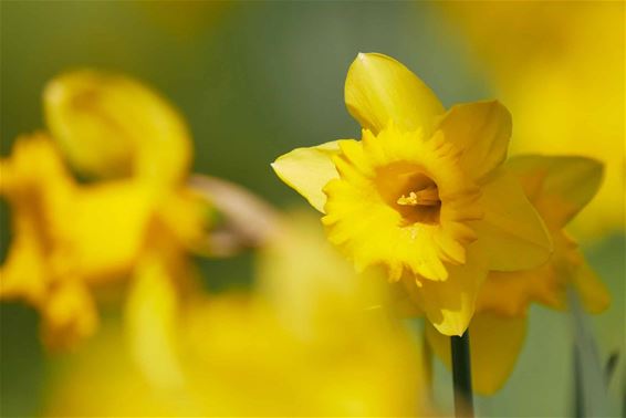 Lente, als teken van nieuw leven - Beringen