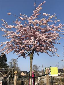 Lente bij de Hofkens - Hamont-Achel