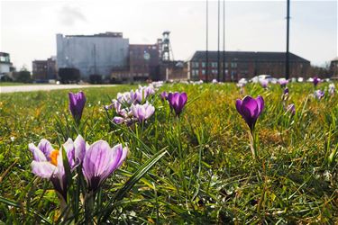 Lente blijft duren - Beringen