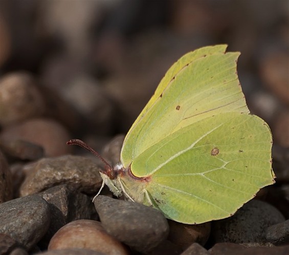 Lente = citroenvlinders - Hamont-Achel