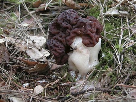 Lente, dus een voorjaarskluifzwam - Neerpelt