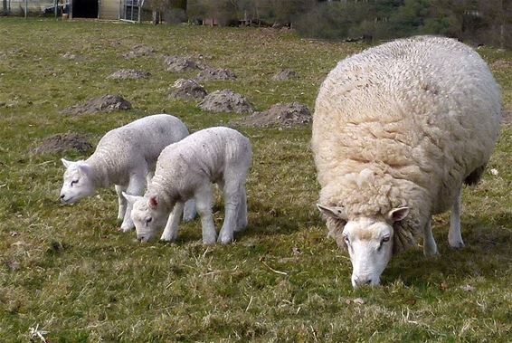 Lente en lammetjes - Peer