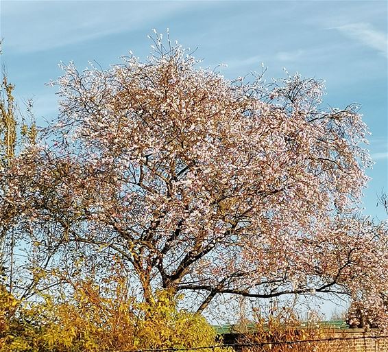 Lente in de Bevrijdingsstraat - Hamont-Achel