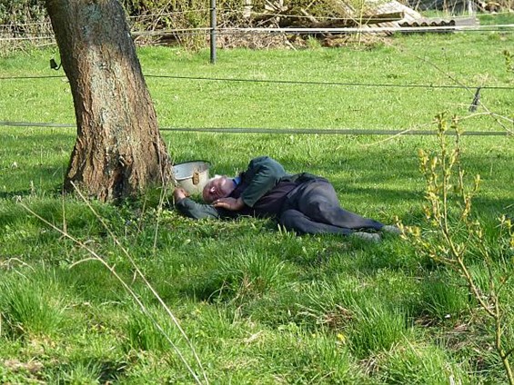 Lente in de Gortenstraat - Overpelt