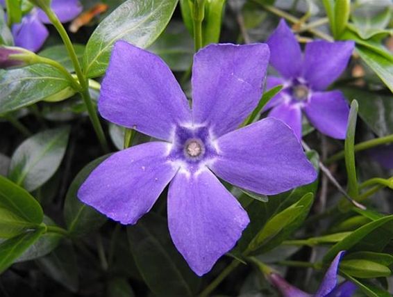 Lente in de tuin - Hechtel-Eksel