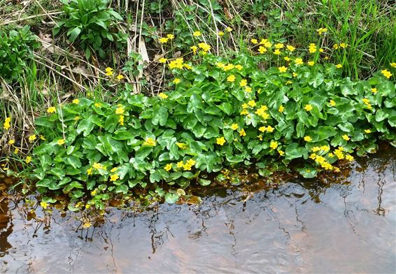 Lente in de Vliet - Hamont-Achel