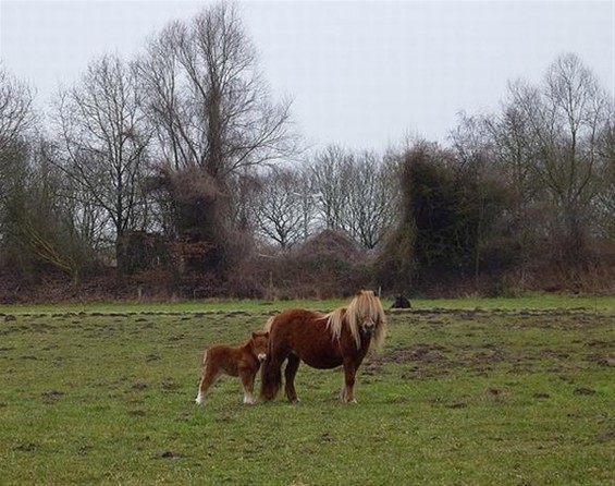 Lente in de wei... - Peer