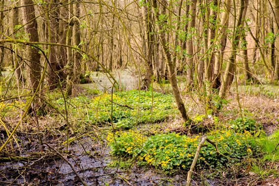 Lente in Gelderhorsten - Lommel