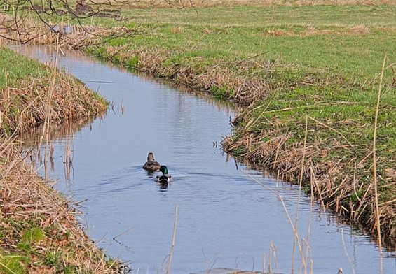 Lente in het Hageven - Neerpelt