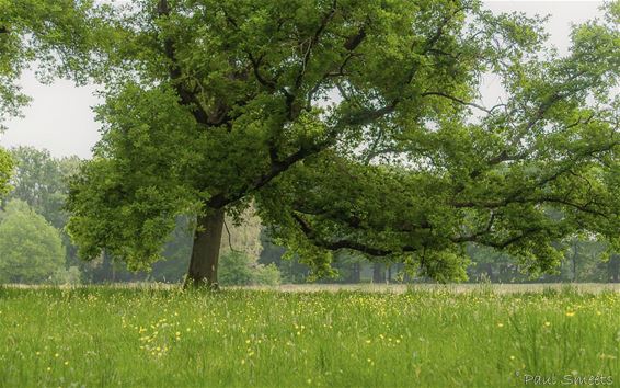 Lente in het Hobos - Pelt