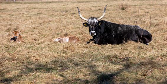 Lente in het Smeetshof - Bocholt