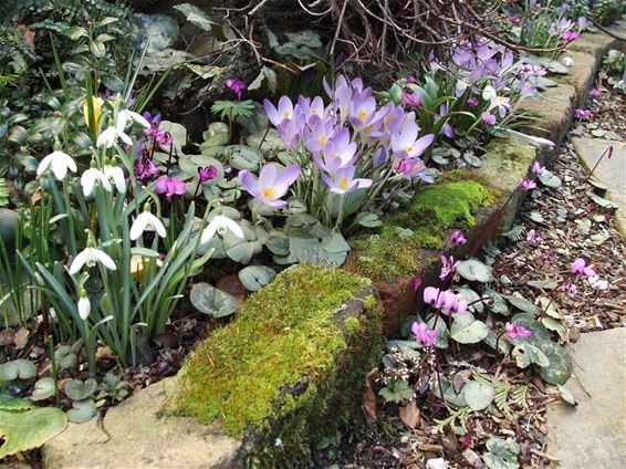 Lente in het tuintje - Hamont-Achel