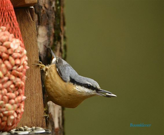Lente in zicht - Pelt