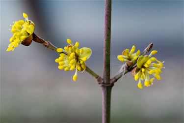 Lente in zicht - Beringen