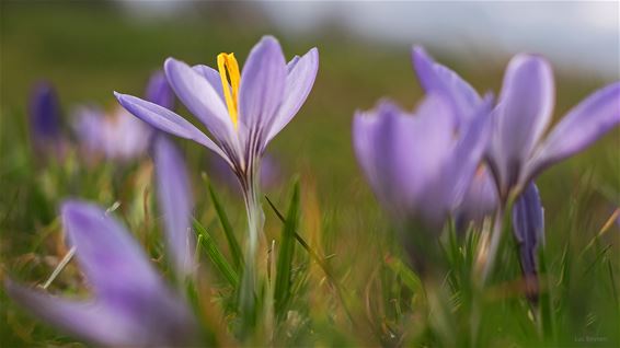 Lente in zicht - Lommel