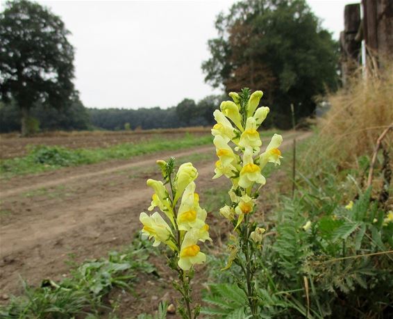 Lente op de Bokt - Peer