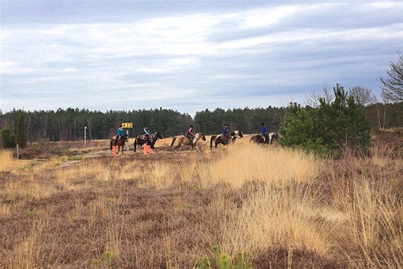 Lente op de Kattenbosserheide - Lommel