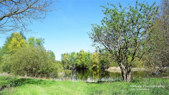 Lente op de Resterheide - Hechtel-Eksel