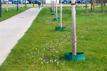 Lente op de scholencampus - Beringen