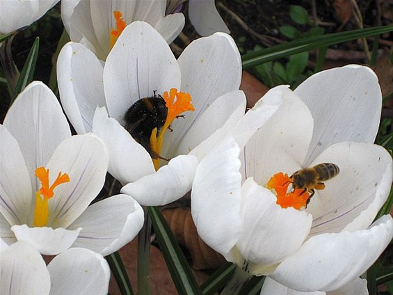 Lente op het Hènt - Neerpelt