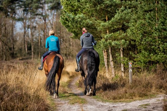 Lentebeelden in Heide-Heuvel - Lommel