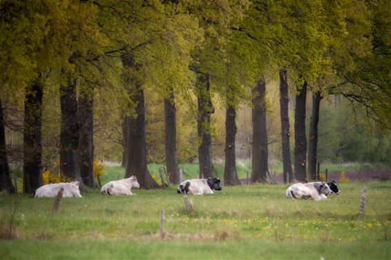 Lentebeelden op zondag - Lommel