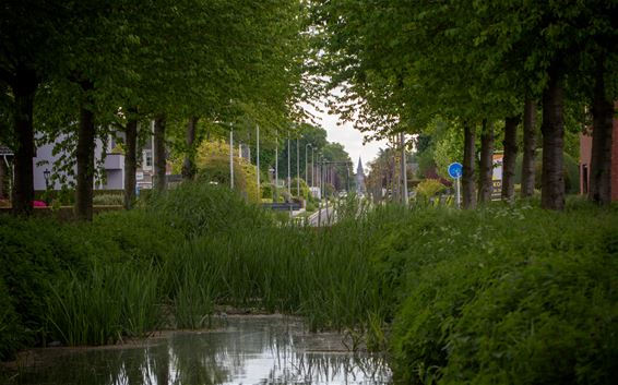 Lentebeelden uit de Kolonie - Lommel