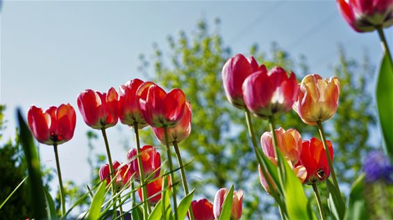 Lentebeelden van onze fotografen - Lommel