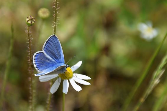 Lenteblauw in het Lindel - Pelt