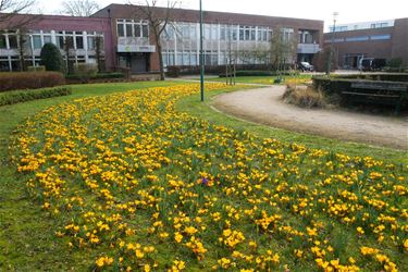 Lentebloeiers - Beringen