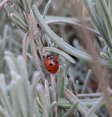 Leopoldsburg - Lentegevoel