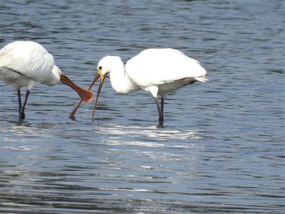 Lepelaars in het Hageven - Pelt