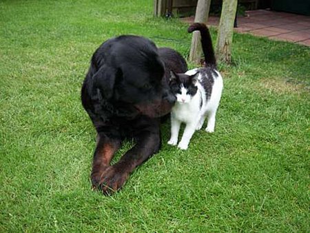 Leven als kat en hond - Overpelt