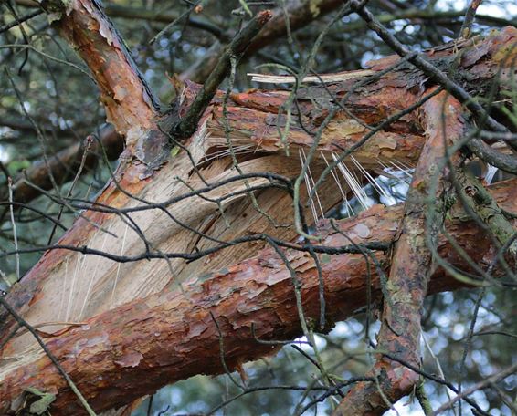 Levensaders van een boom - Neerpelt