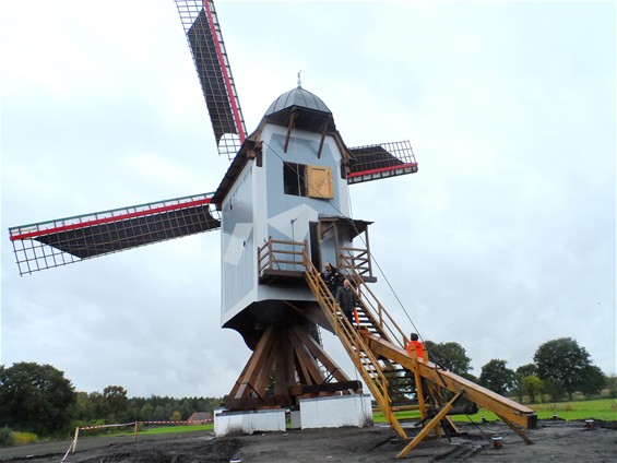 Leyssensmolen terug in Kattenbos: zondag kijkdag - Lommel