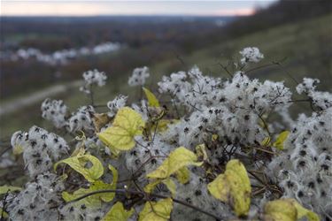 Lezingen over recent natuuronderzoek