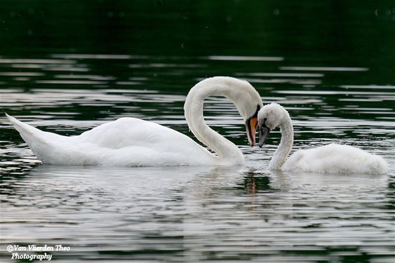 Liefde bij knobbelzwanen - Hamont-Achel