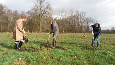 Limburg.net plant 2.400 bomen - Beringen