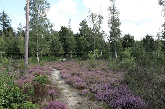 Lindels Bos wordt getransformeerd - Pelt