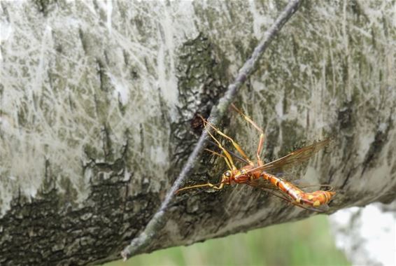 Lokaal en duurzaam hergebruik van stormhout - Hechtel-Eksel