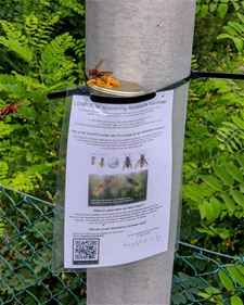 Lokpotten tegen Aziatische hoornaars - Lommel