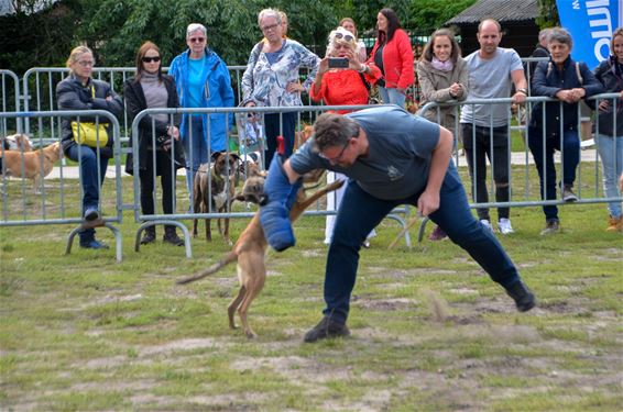 Lommel overspoeld door honderden honden - Lommel