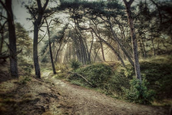 Lommelse natuur nog eens wat dichterbij - Lommel