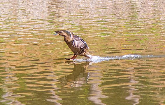 Lopen op het water... - Lommel