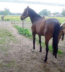 Lopslopend paard gespot - Lommel